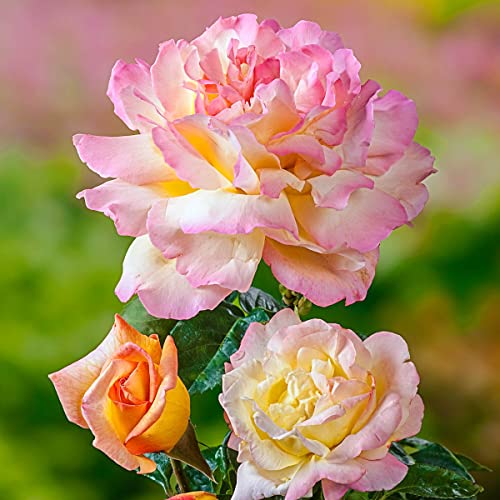 Breck's - Peace Dormant Bare Root Hybrid Tea Rose, Includes One Plant Per Order