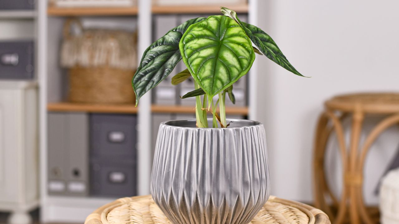 Tropical houseplant (Alocasia) Baginda Dragon Scale houseplant in flower pot on table in boho style living room