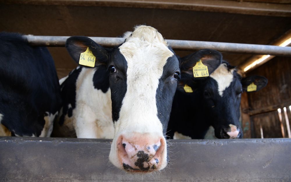 close up of a dairy cow&#039;s face as it stands next to two other cows in a barn