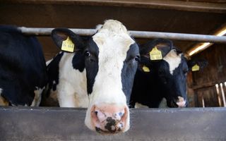 close up of a dairy cow's face as it stands next to two other cows in a barn