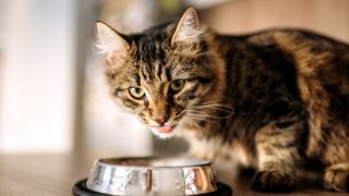 Cat eats from bowl
