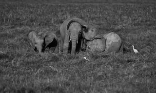 Saving elephants photo book baby elephants image