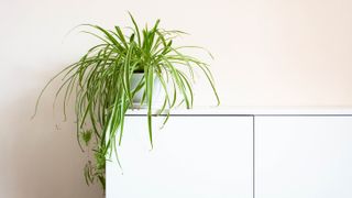 A spider plant on a cabinet with pups hanging off
