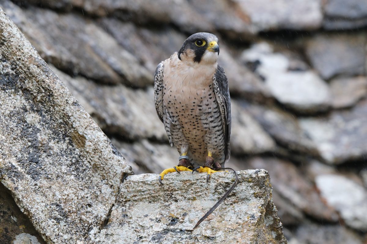 Bird of prey - peregrine falcon perched by an old tiled rooftop