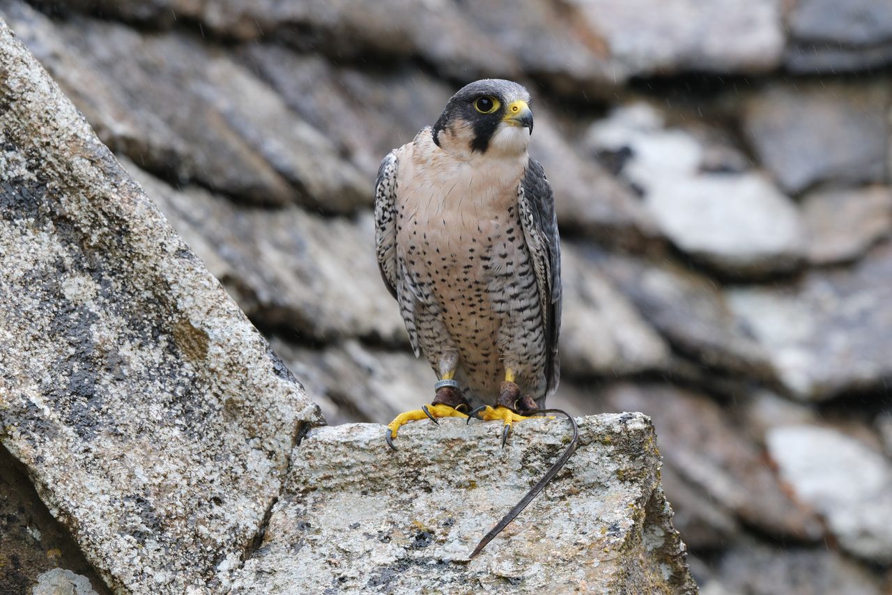 Bird of prey - peregrine falcon perched by an old tiled rooftop