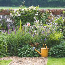 Garden brick and flint wall covered with green foliage, and flowers, watering can