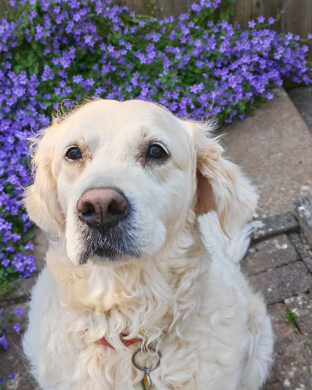Honor 400 Pro sample images