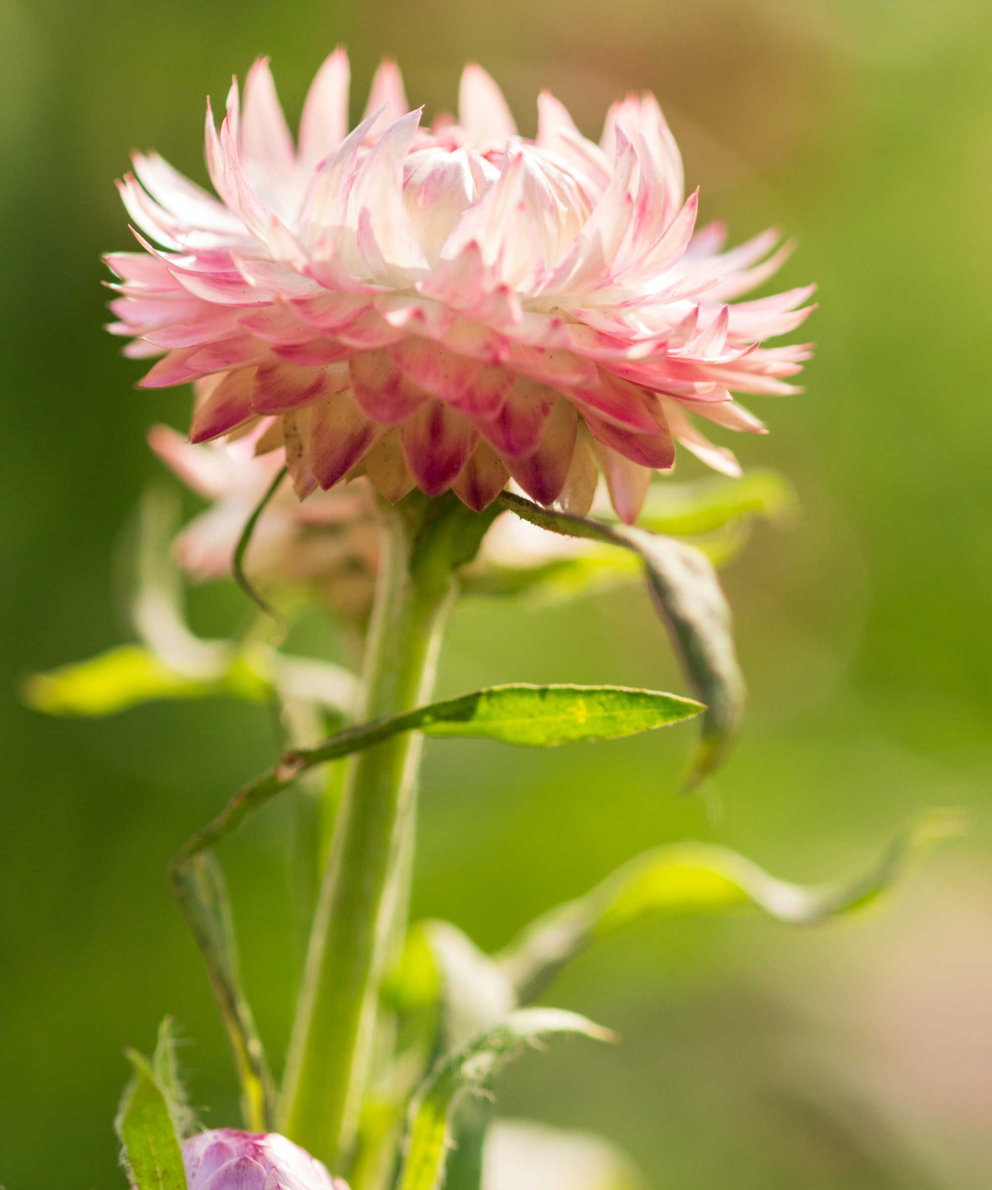 pink strawflower