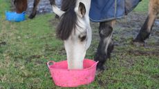 Horse eating weight gain food out of a feed bucket in the field