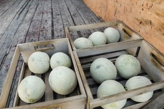 These melons would be a luxury during a zombie apocalypse.