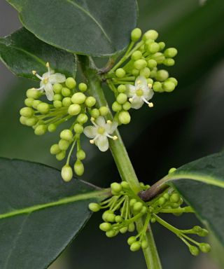 close-up of yerba mate flowers