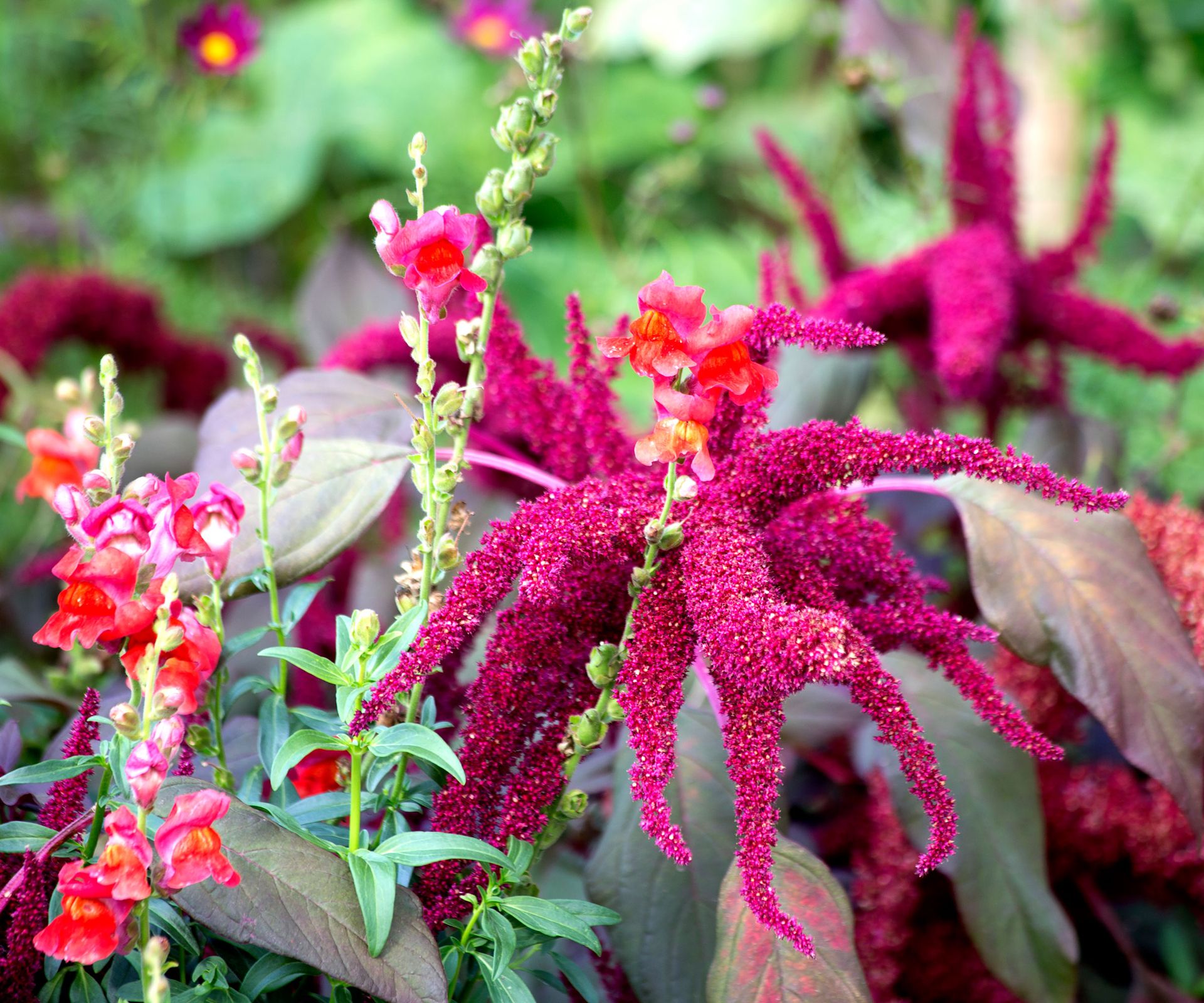 red amaranth plant with red tassel heads
