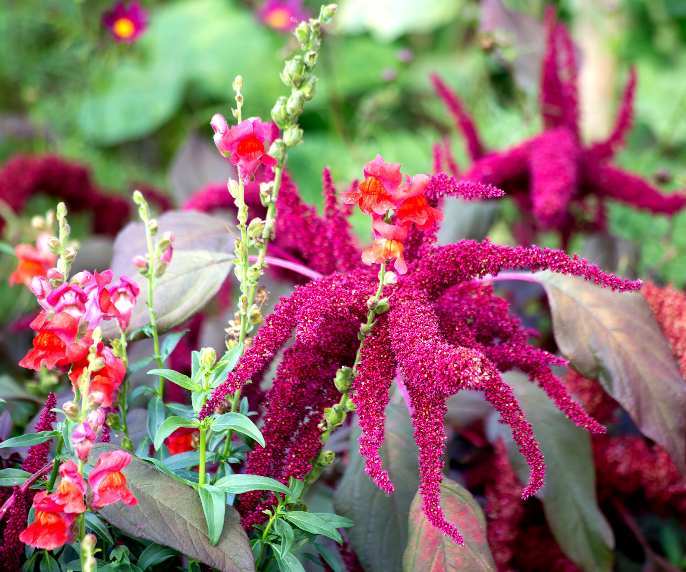 red amaranth plant with red tassel heads