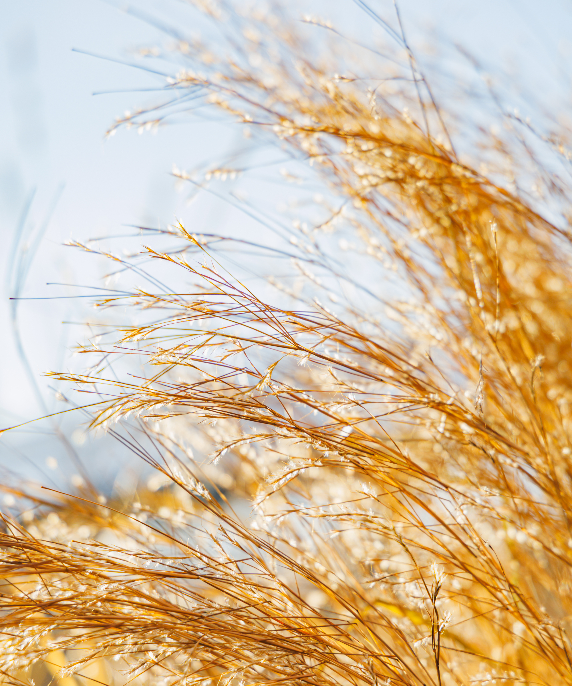 Copper Foliage and Silvery Seed Heads of Schizachyrium Scoparium Little Bluestem Grass in Bright Morning Sunlight on a Sunny Winter Day in a January Garden