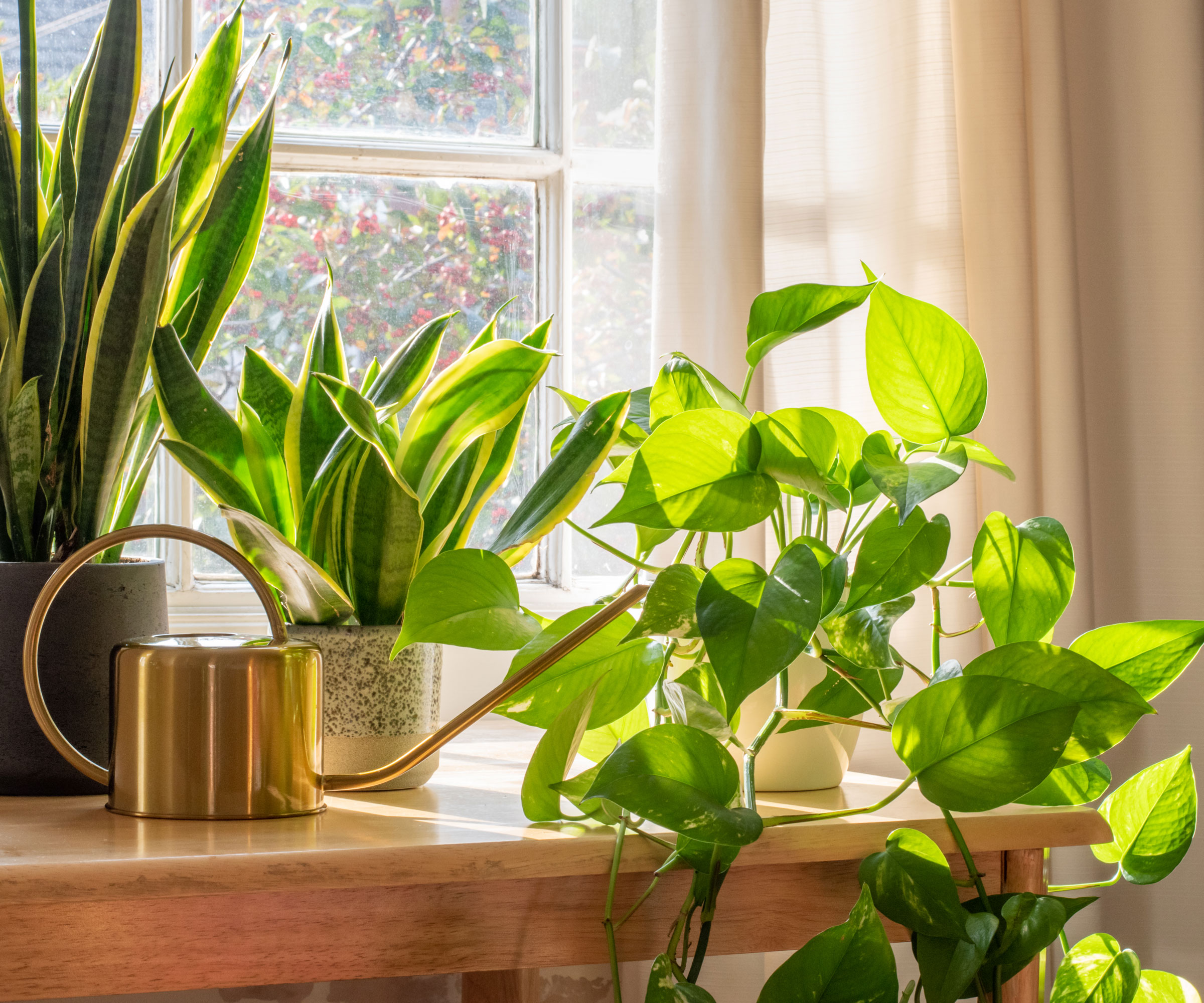 metal watering can on window next to pothos plant with light streaming through