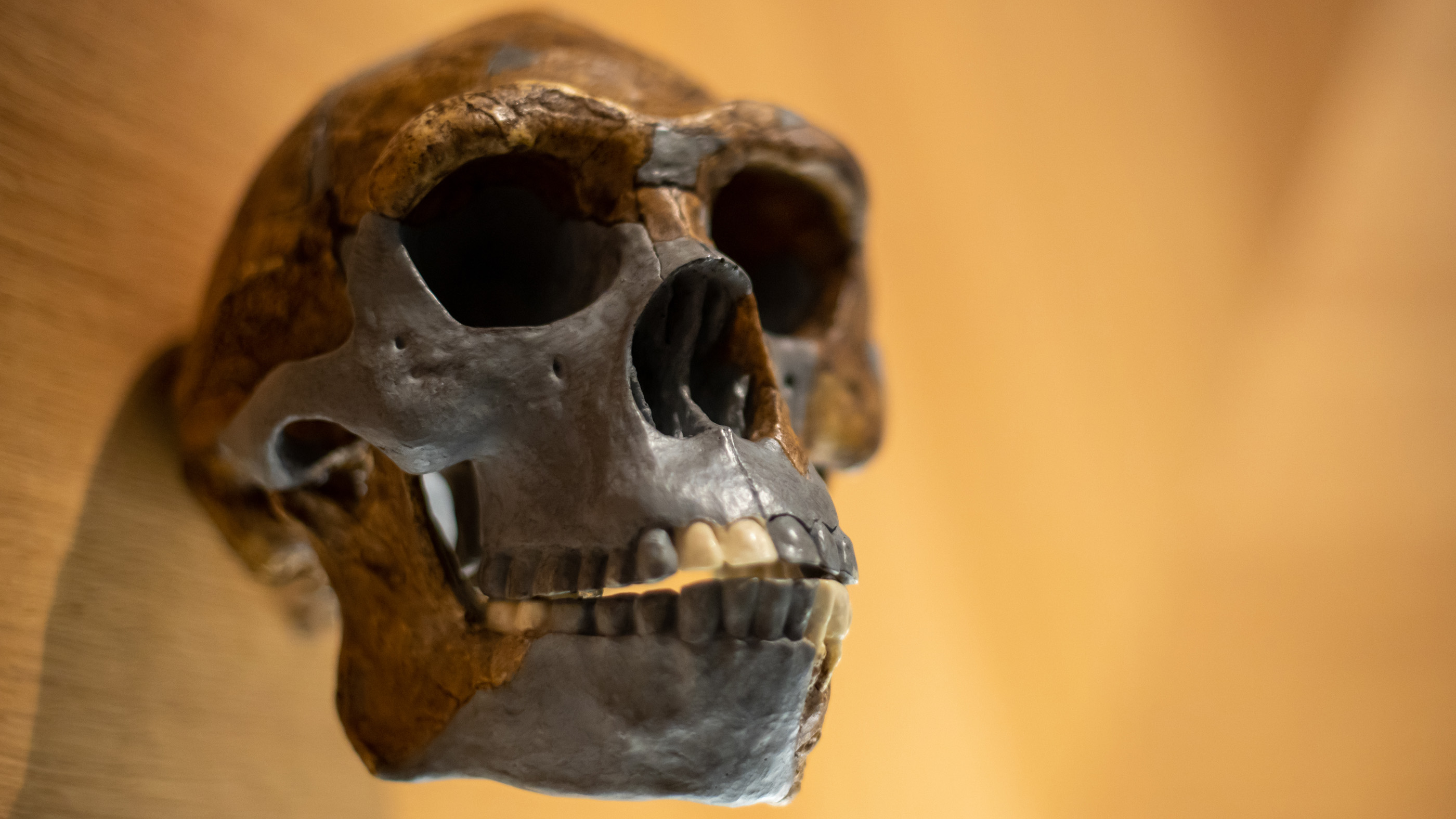 Mystery Ancestor Mated With Ancient Humans And Its Nested Dna Was Just Found Live Science