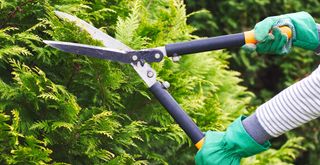 close up of shears pruning a conifer hedge