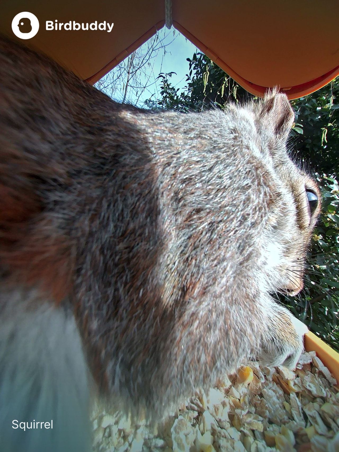 A selection of images of birds and wildlife feeding from the Bird Buddy