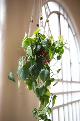 A houseplant hanging in a window