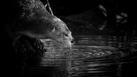 Black and white image: A curious otter leans over a rock, touching the dark water with its nose