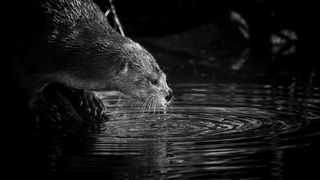 Black and white image: A curious otter leans over a rock, touching the dark water with its nose