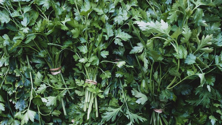 Bunches of fresh green parsley tied together