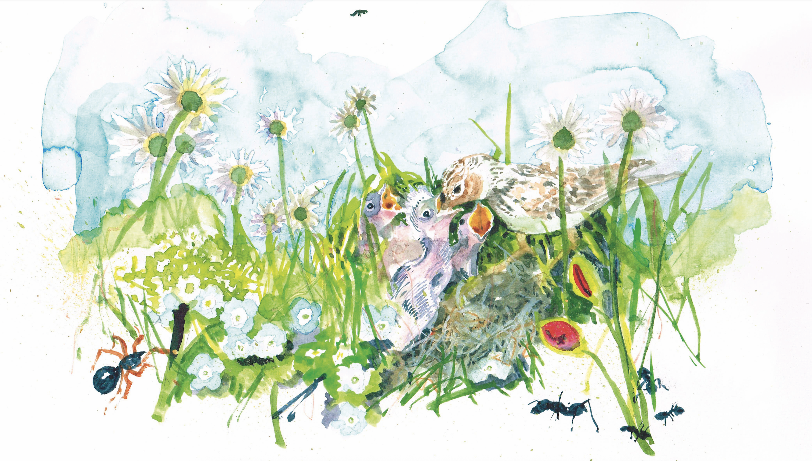 Illustration of baby birds in spring scene