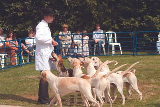 Huntsman and doghounds