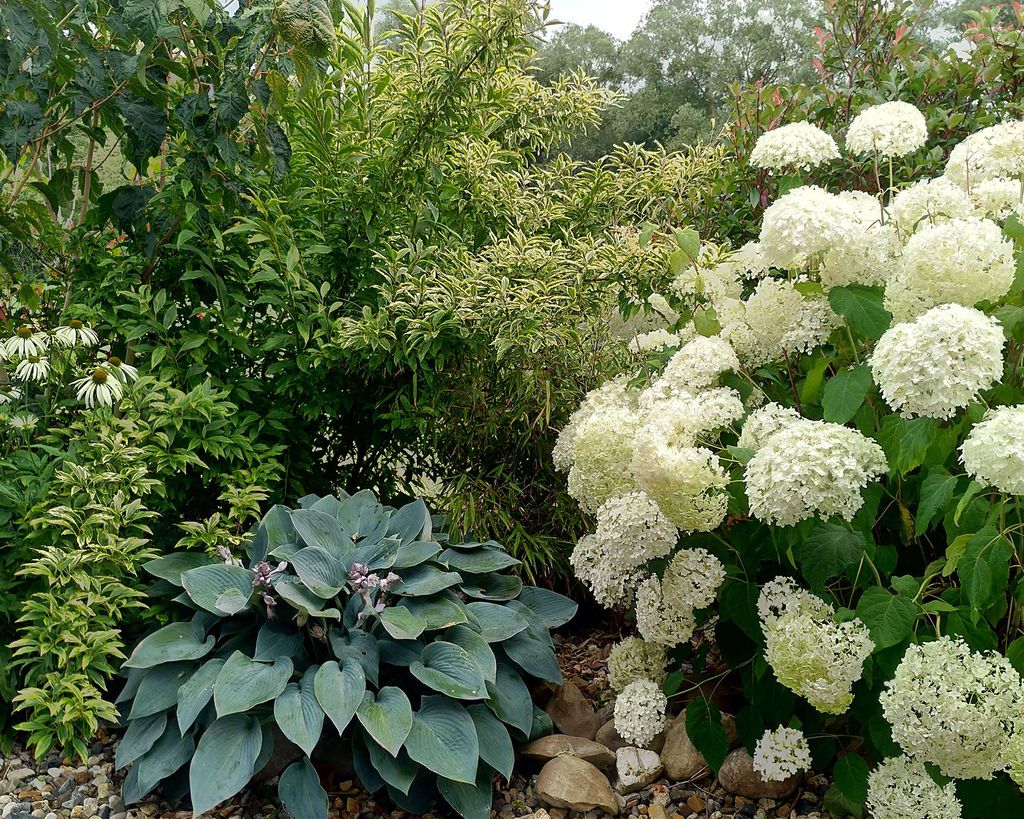 Annual vs perennial plants do you know the difference? Gardeningetc