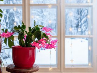 pink flowering Christmas cactus on windowsill with snowy background