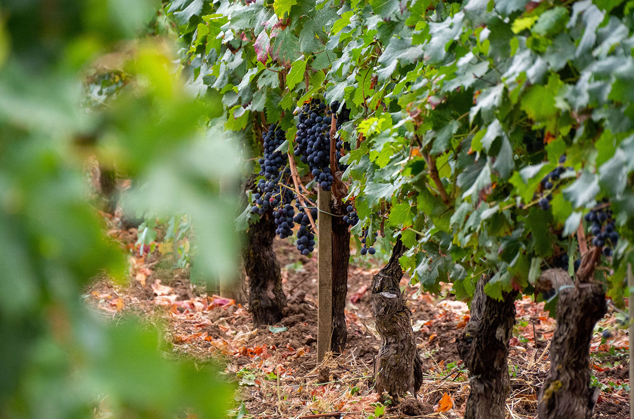 Vineyards near Bordeaux