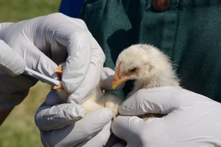 Chickens being tested for the avian flu.