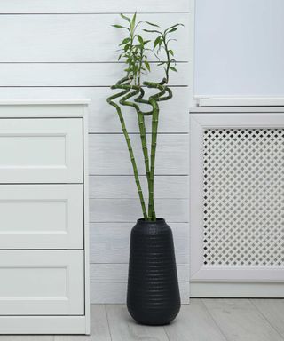 bamboo stems in black vase in white room