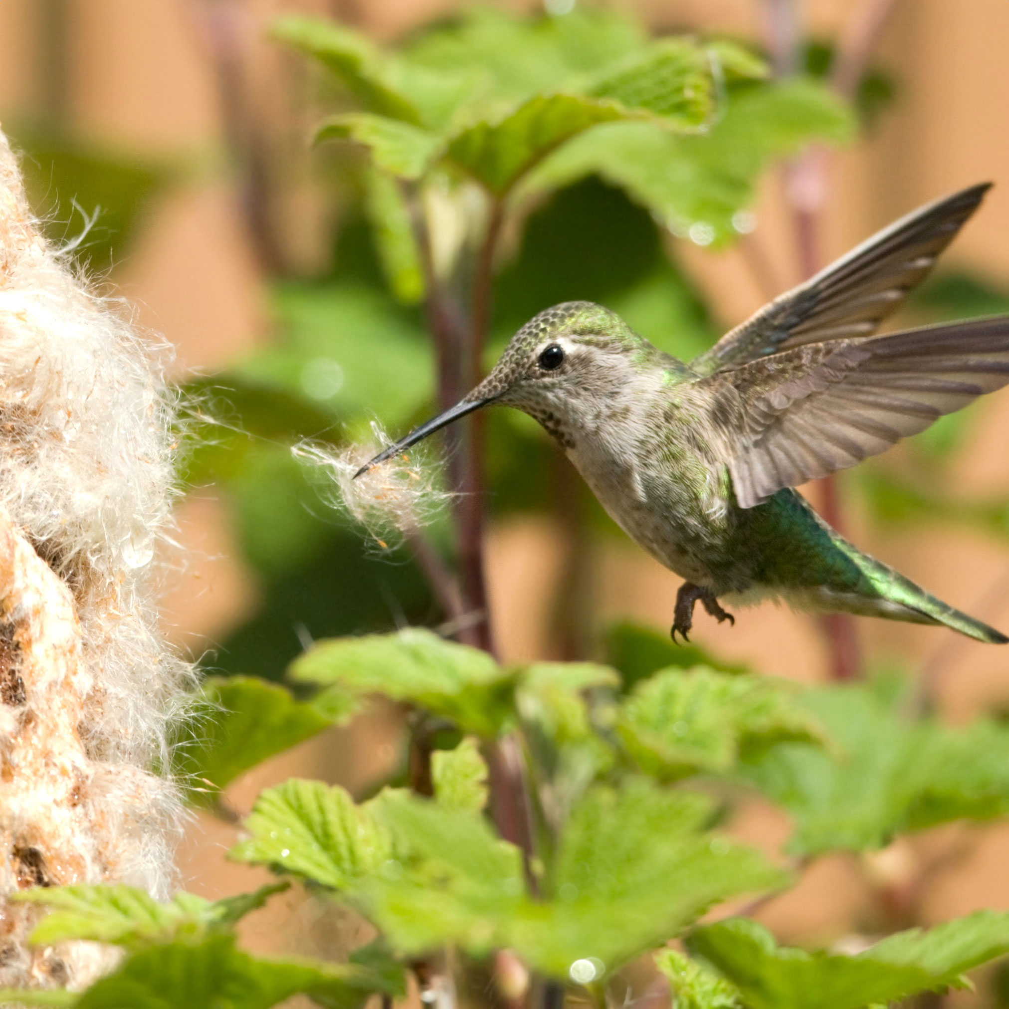 anna's hummingbird pulling fluff from a fluff-cloud
