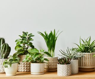 Collection of houseplants