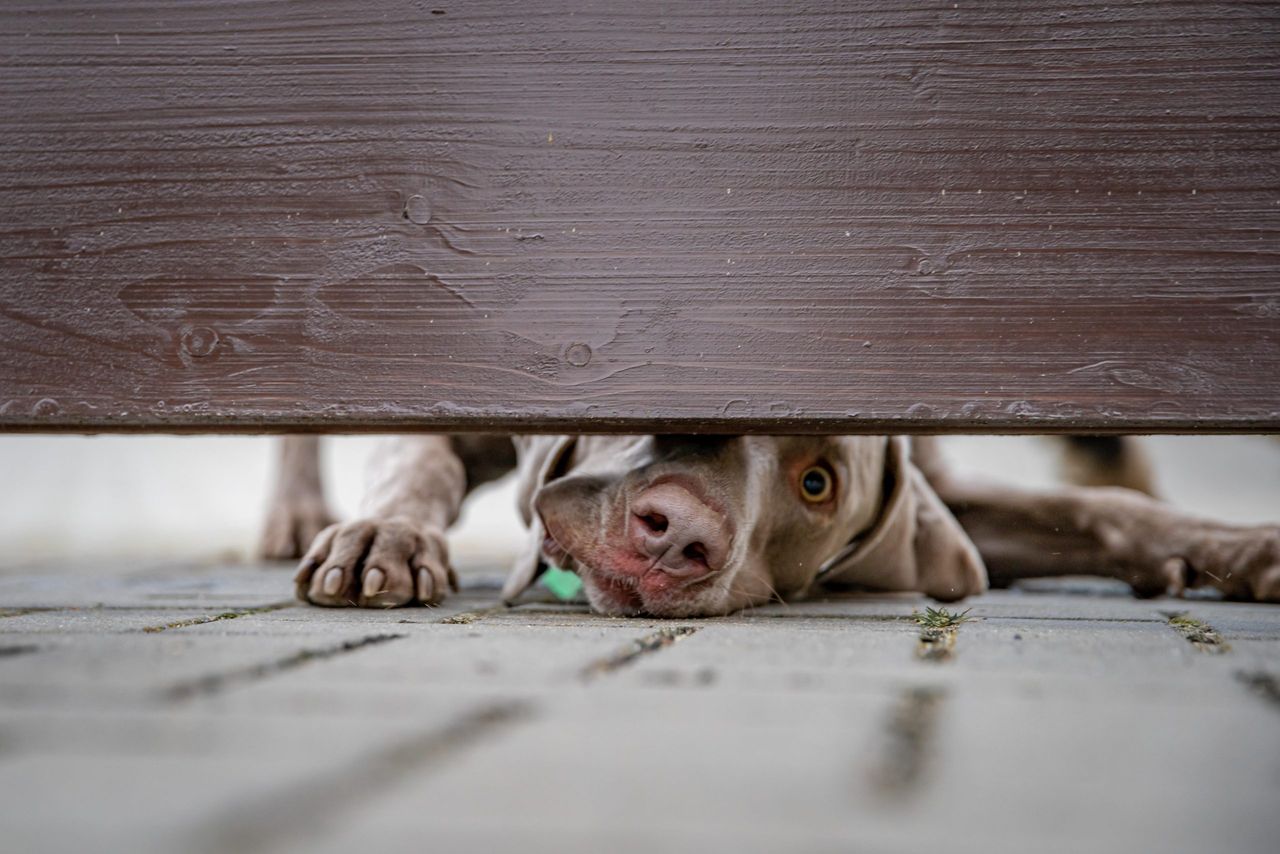 Dog guarding the house looks out into the gap under the wooden fence