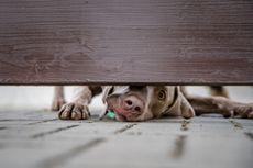 Dog guarding the house looks out into the gap under the wooden fence