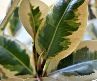 Ficus elastica with variegated leaves