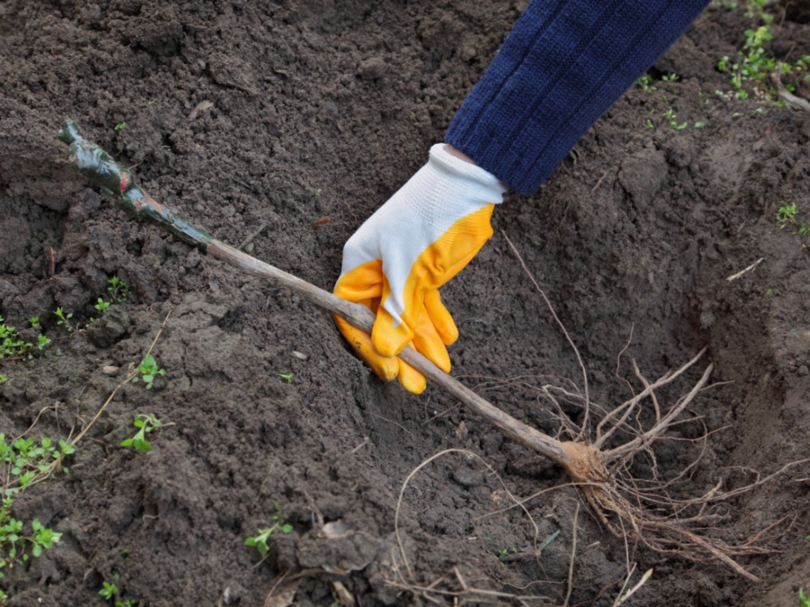 Grape Root Knot Nematode - Tips For Root Knot Nematode Control In ...