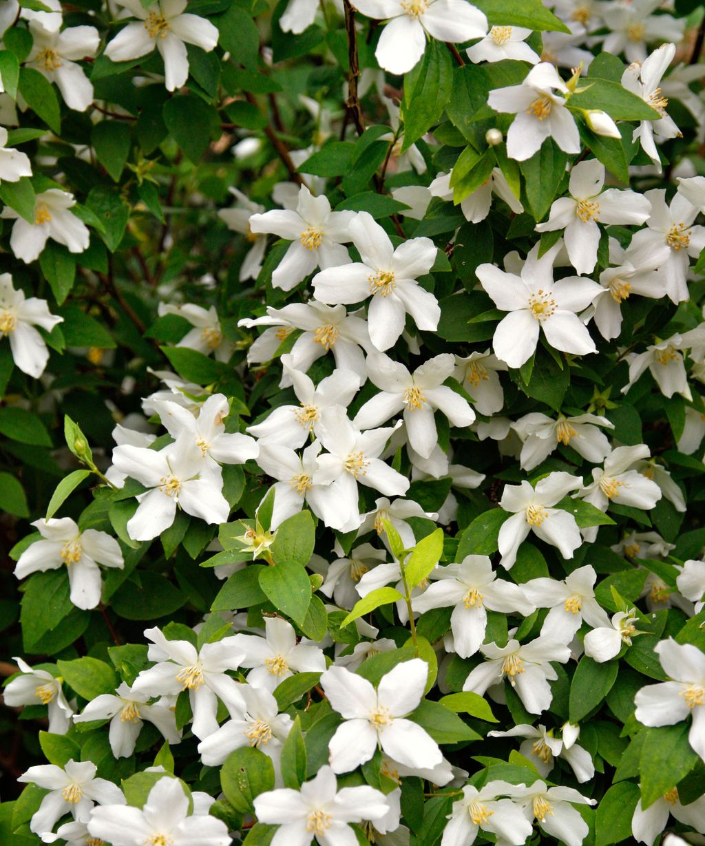Mock orange varieties 15 stunning types of philadelphus Gardeningetc