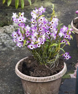 Dendrobium nobile orchid grown in a pot in the garden