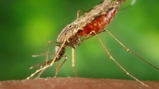 a close up of a mosquito taking a blood meal while sitting on human skin