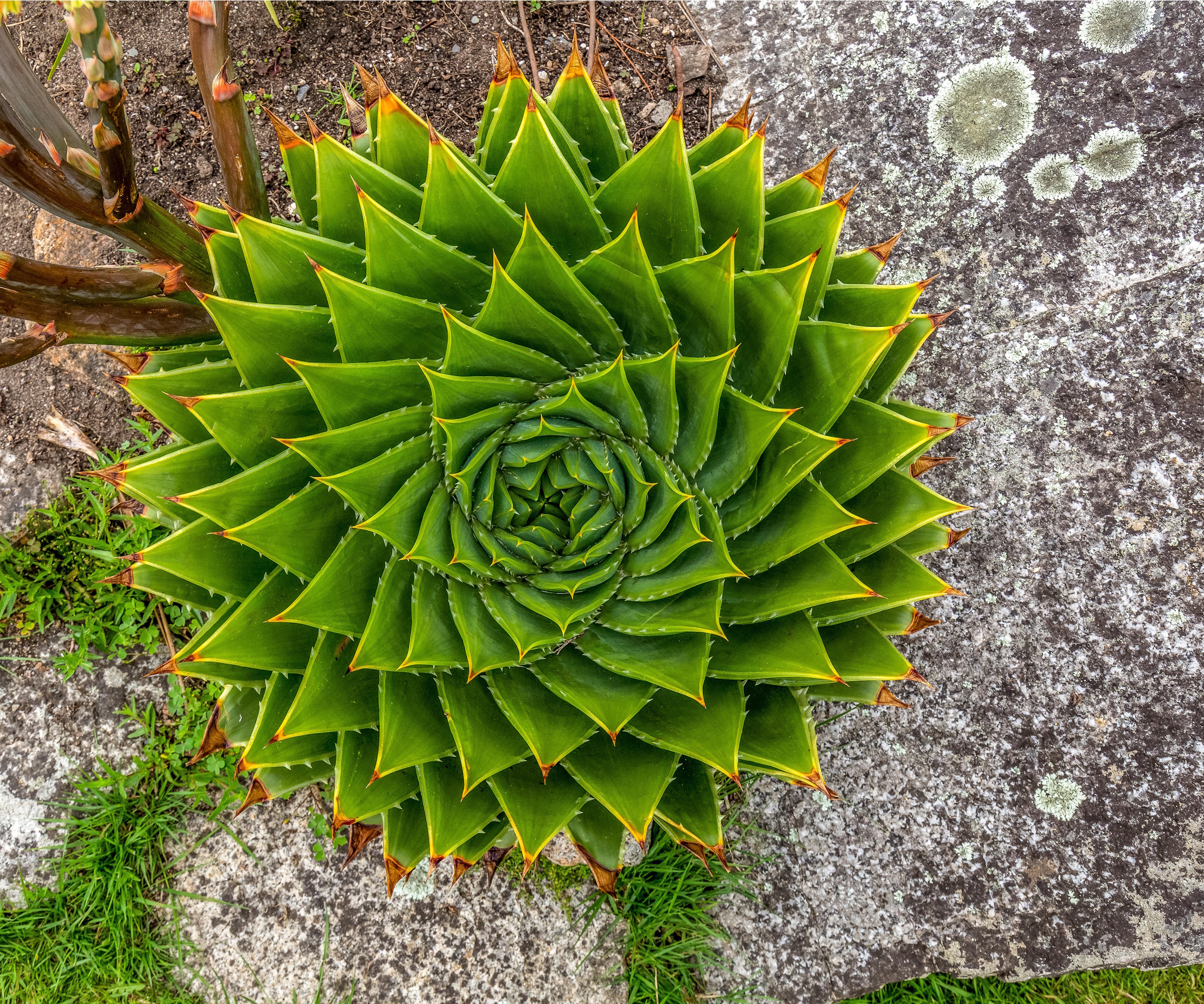 Spiral aloe succulent