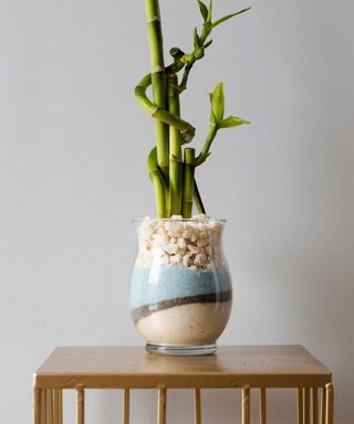 Lucky bamboo growing in a vase filled with colorful sand and white pebbles, set on a wooden table