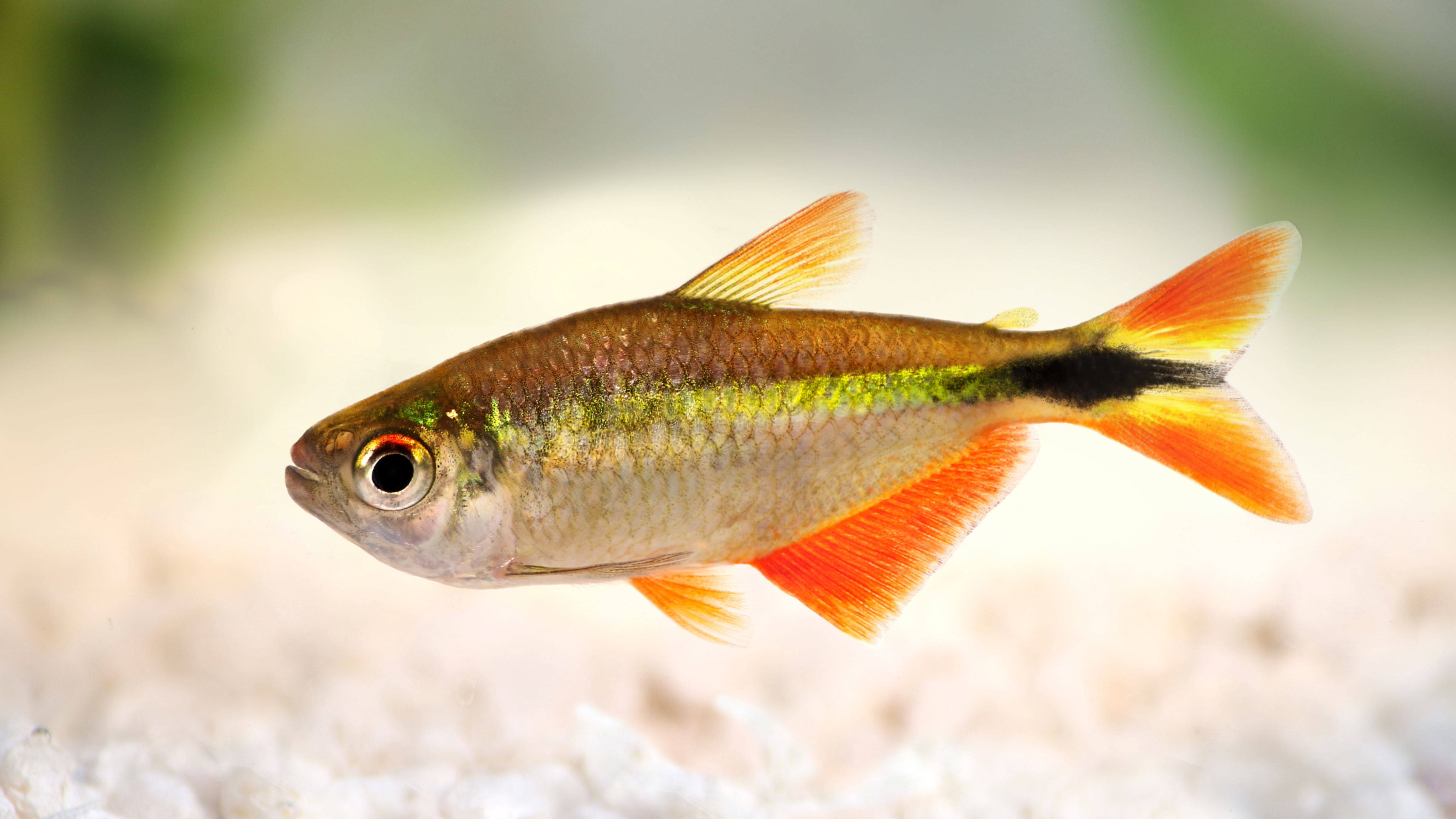 Buenos Aires tetra