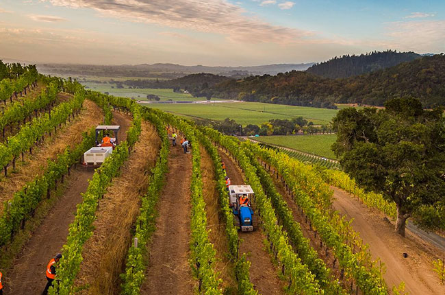 Hillside harvest at Shafer Vineyards, Stags Leap District, Napa Valley