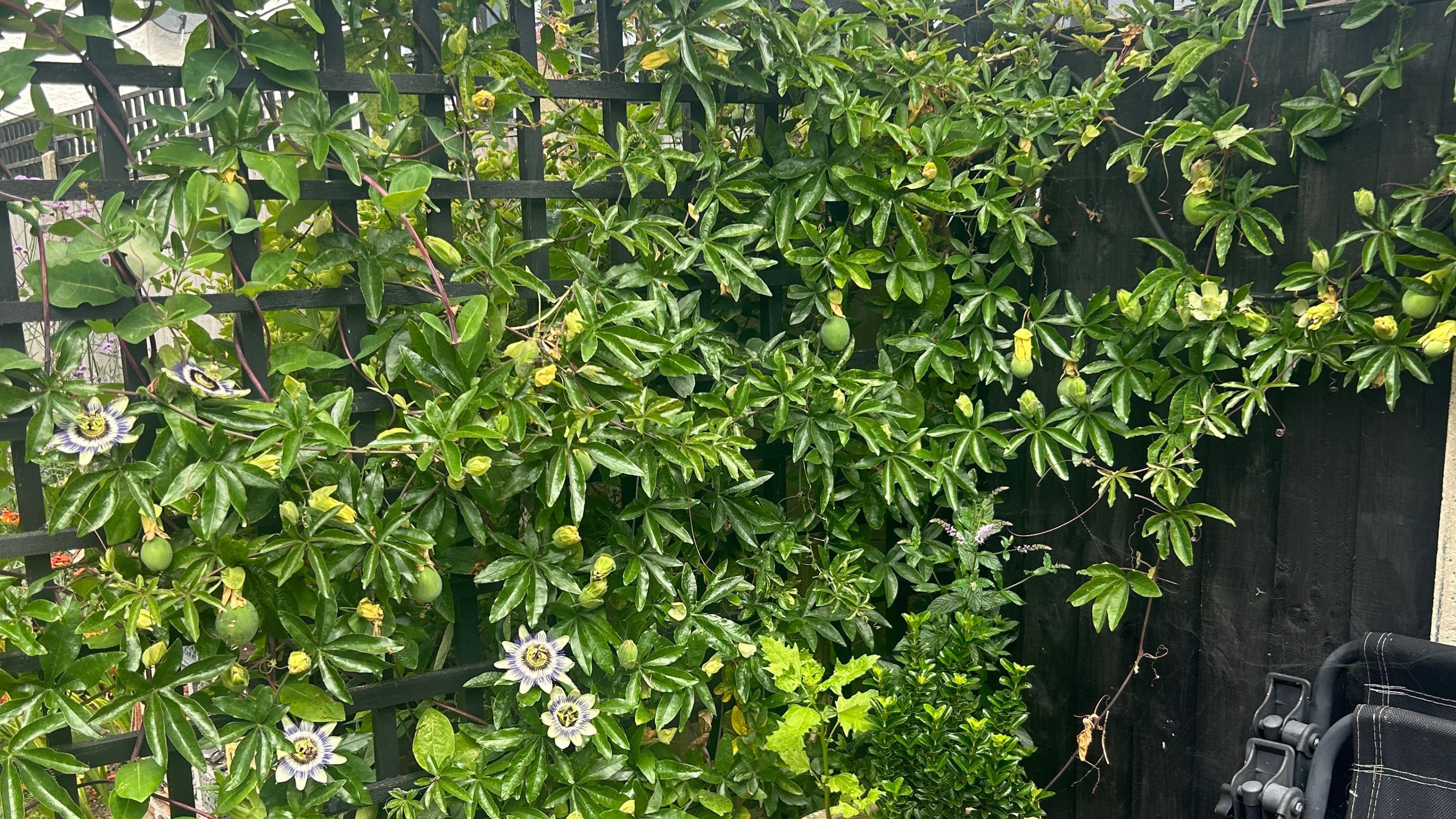 Passion flower growing on garden trellis