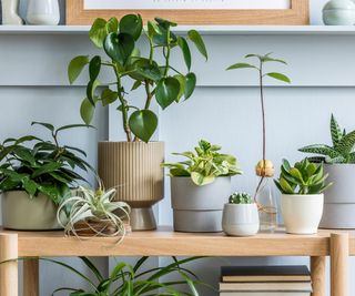 group of houseplants on wooden table