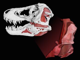 T. rex jaw