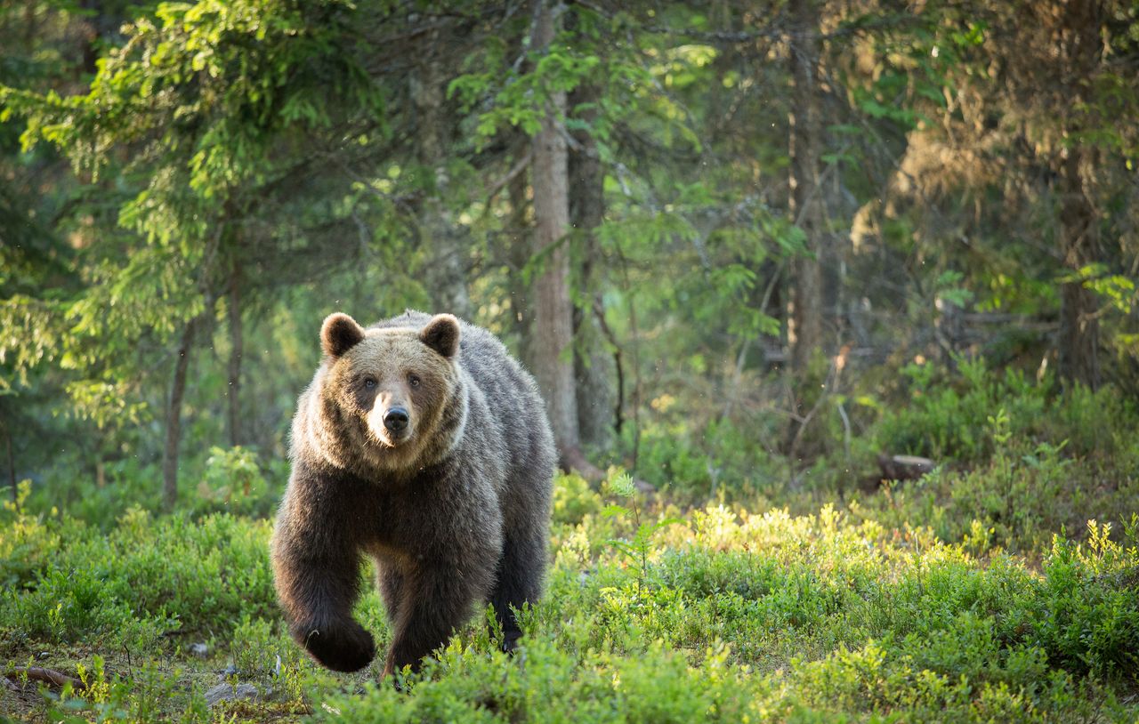 Bear in woods.